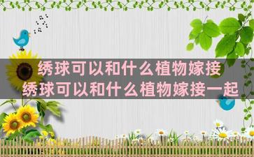 绣球可以和什么植物嫁接 绣球可以和什么植物嫁接一起